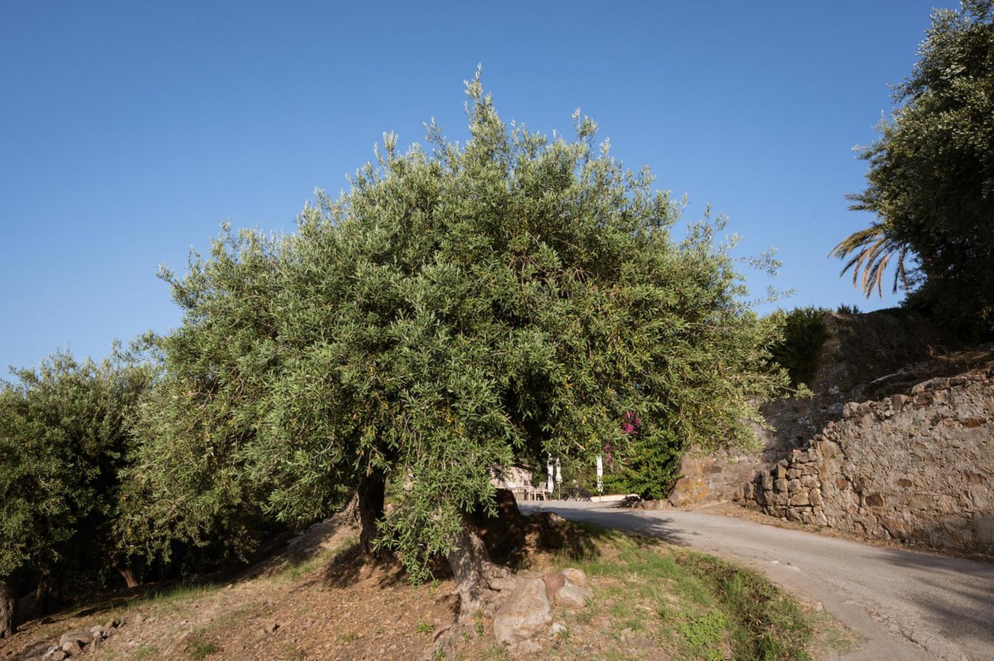Palamara 1868